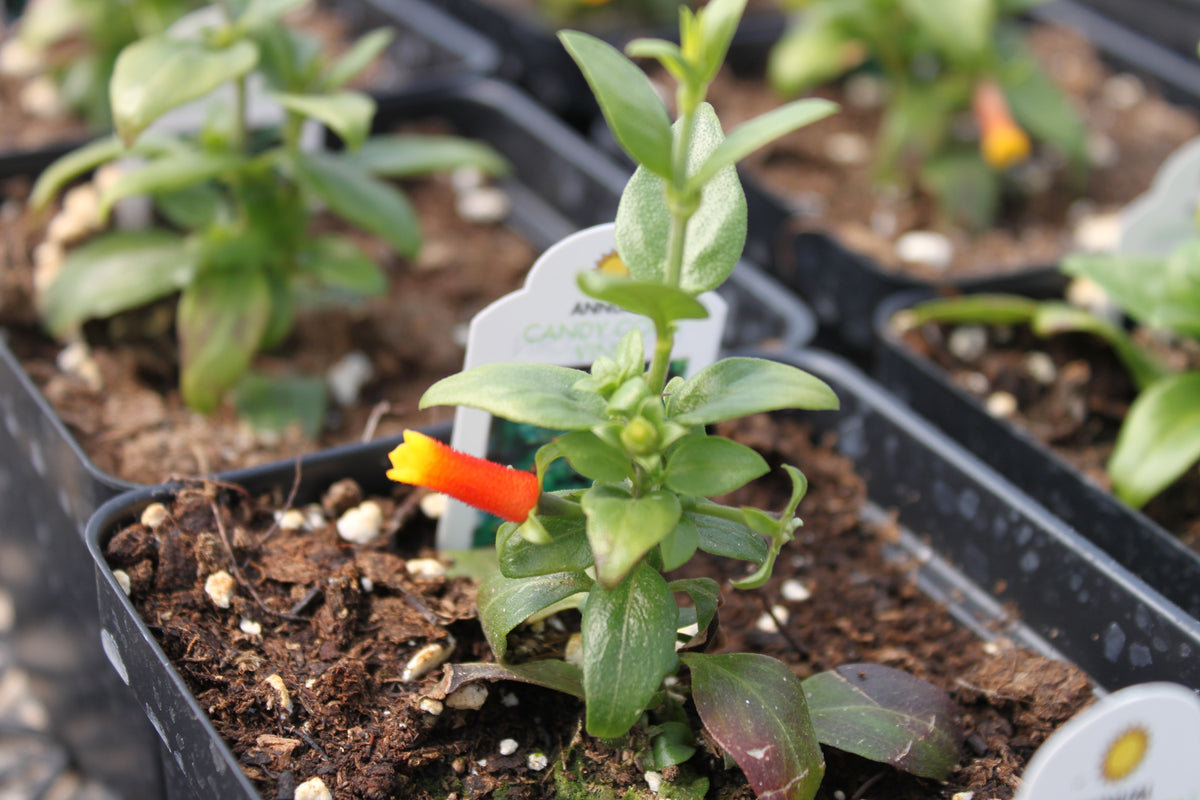 hanging candy corn plant Candy Corn Vine Single Plant