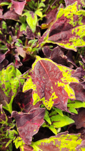 Coleus "Street" Series Single Plant