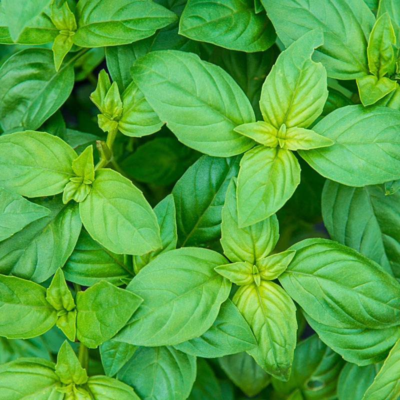 Basil 4 Plant Pak