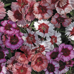 Dianthus 3 Plant-Pak