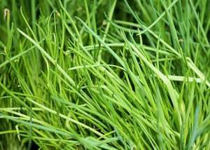 Chives 4 Plant Pak