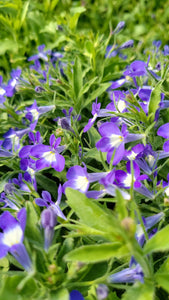 Lobelia "Hot Bavaria" Single Plant