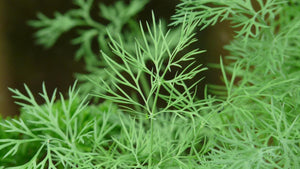 Dill 4 Plant Pak