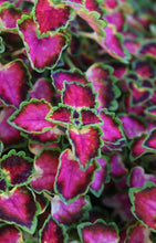 Load image into Gallery viewer, Coleus Trailing Single Plant
