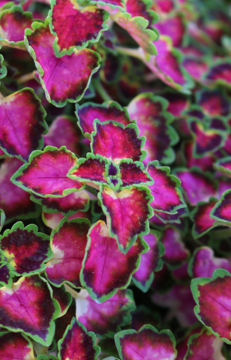 Coleus Trailing Single Plant