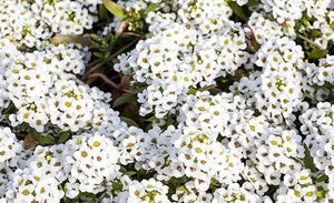 Alyssum 3 Plant-Pak