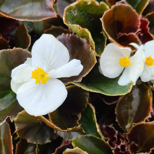 Begonia "Cocktail" 4 Plant-Pak