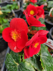 Begonia  Single Plant