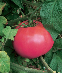 Tomato "Brandy Wine" 4 Plant-Pak