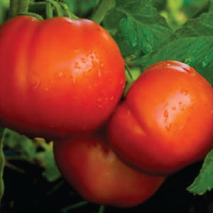 Tomato "Celebrity" 4 Plant Pak