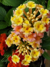 Load image into Gallery viewer, Lantana Single Plant
