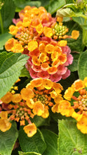 Load image into Gallery viewer, Lantana Single Plant
