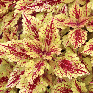 Coleus Single Plant Shade