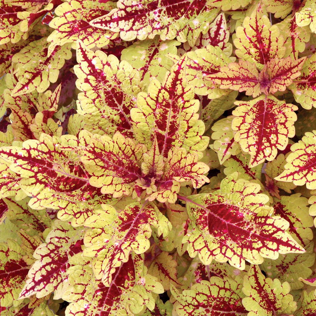 Coleus Single Plant Shade