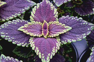 Coleus "Street" Series Single Plant