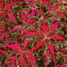 Load image into Gallery viewer, Coleus Single Plant Shade
