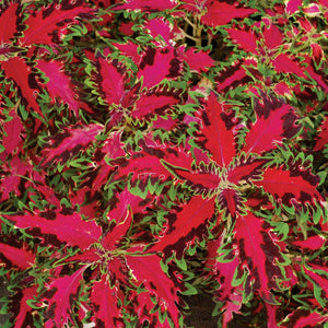 Coleus Single Plant Shade