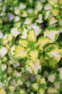 Coleus Trailing Single Plant