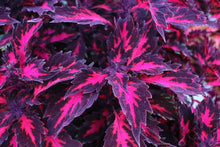 Load image into Gallery viewer, Coleus Single Plant
