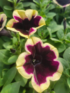 Petunia "Headliner" Series Single Plant