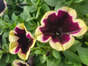 Petunia "Headliner" Series Single Plant