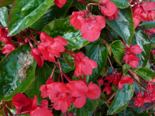 Load image into Gallery viewer, Begonia &quot;Dragon Wing &quot; Single Plant
