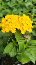 Load image into Gallery viewer, Lantana Single Plant
