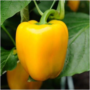 Bell Pepper Single Plant
