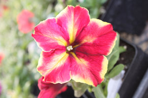 Petunia "Crazytunia" Single Plant