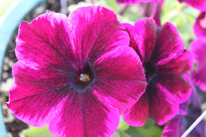 Petunia "Crazytunia" Single Plant