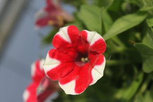 Petunia "Crazytunia" Single Plant