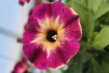 Load image into Gallery viewer, Petunia &quot;Crazytunia&quot; Single Plant
