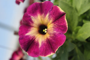 Petunia "Crazytunia" Single Plant