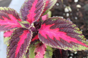 Coleus "Street" Series Single Plant