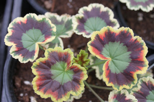 Geranium "Exotic" Single Plant