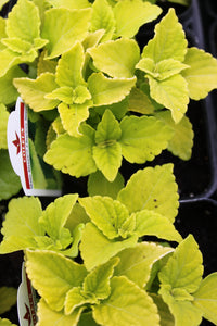 Coleus "Street" Series Single Plant