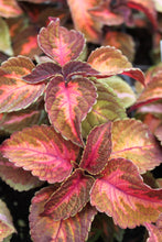 Load image into Gallery viewer, Coleus &quot;Street&quot; Series Single Plant
