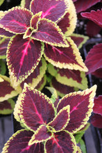 Load image into Gallery viewer, Coleus &quot;Street&quot; Series Single Plant
