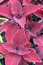 Load image into Gallery viewer, Coleus &quot;Street&quot; Series Single Plant
