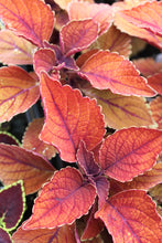 Load image into Gallery viewer, Coleus &quot;Street&quot; Series Single Plant
