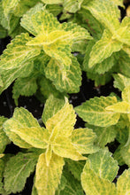 Load image into Gallery viewer, Coleus &quot;Street&quot; Series Single Plant
