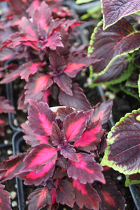 Coleus "Street" Series Single Plant