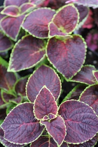 Coleus "Street" Series Single Plant