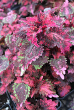 Load image into Gallery viewer, Coleus &quot;Solar&quot; Series Single Plant
