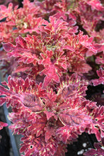 Load image into Gallery viewer, Coleus &quot;Solar&quot; Series Single Plant
