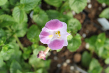 Load image into Gallery viewer, Torenia &quot;Wishbone&quot; Single Plant
