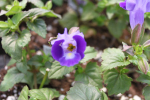 Torenia "Wishbone" Single Plant