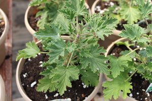 Geranium "Scented Citrodorum" Single Plant