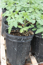 Load image into Gallery viewer, Tomato Gallon Single Plant
