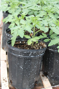 Tomato Gallon Single Plant